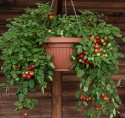 Cherrytomat 'Cherry Falls'