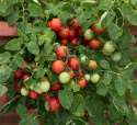 Cherrytomat 'Cherry Falls'