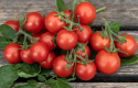 Cherrytomat 'Cherry Falls'