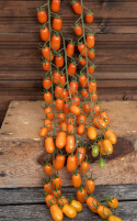 Blommetomat F1 'Odat'
