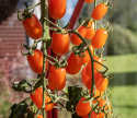 Blommetomat F1 'Odat'