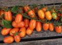 Blommetomat F1 'Odat'