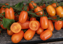 Blommetomat F1 'Odat'