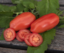 Blommetomat 'San Marzano 2'