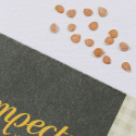 Blommetomat 'San Marzano 2'