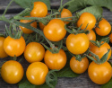 Cherrytomat 'Goldkrone'