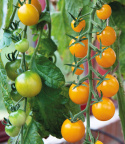 Cherrytomat 'Goldkrone'