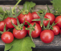 Ribstomat 'Currant Red'