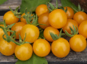 Ribstomat 'Currant Yellow'