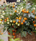 Cherrytomat F1 'Tiny Temptations Orange'