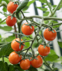 Cherrytomat F1 'Tiny Temptations Orange'