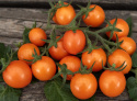 Cherrytomat F1 'Tiny Temptations Orange'