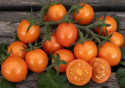 Cherrytomat F1 'Tiny Temptations Orange'