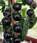 Tomat 'Blackball'