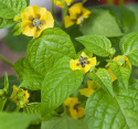 Tomatillo 'Amarylla'