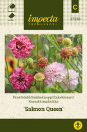Enkeblomst 'Salmon Queen'