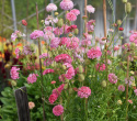 Enkeblomst 'Salmon Queen'