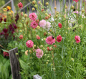 Enkeblomst 'Salmon Queen'