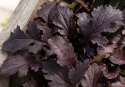 Bladsennep 'Crimson Red'