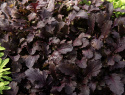 Bladsennep 'Crimson Red'