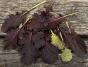 Bladsennep 'Crimson Red'