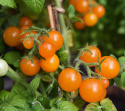 Cherrytomat 'Venus'