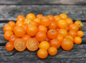 Cherrytomat 'Venus'