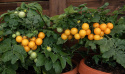 Cherrytomat 'Aztek'