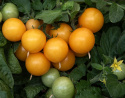 Cherrytomat 'Aztek'