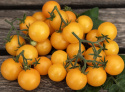 Cherrytomat 'Aztek'