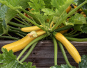 Squash F1 'Ola Gabriella'