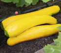Squash F1 'Ola Gabriella'