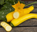 Squash F1 'Ola Gabriella'