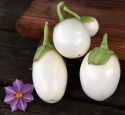 Aubergine 'Blanche Ronde Á Oeuf'