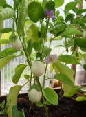 Aubergine 'Blanche Ronde Á Oeuf'