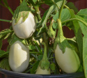 Aubergine 'Blanche Ronde Á Oeuf'