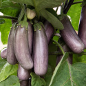 Aubergine 'Slim Jim'