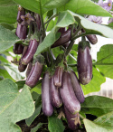Aubergine 'Slim Jim'
