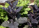 Aubergine 'Slim Jim'