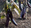 Aubergine 'Slim Jim'