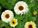 Morgenfrue 'Snow Princess'