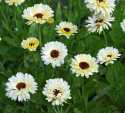 Morgenfrue 'Snow Princess'