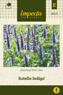Anisisop 'Astello Indigo'