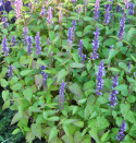 Anisisop 'Astello Indigo'