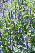 Anisisop 'Astello Indigo'