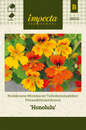 Blomsterkarse 'Honolulu'