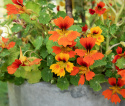 Blomsterkarse 'Honolulu'
