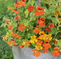 Blomsterkarse 'Honolulu'
