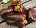 Peberfrugt 'Chocobell'