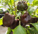 Peberfrugt 'Chocobell'